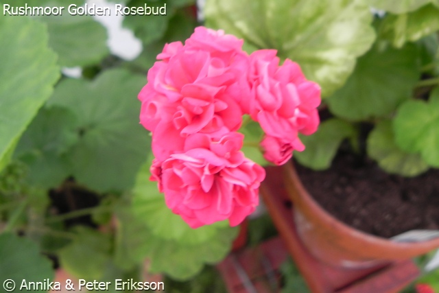Rushmoor Golden Rosebud